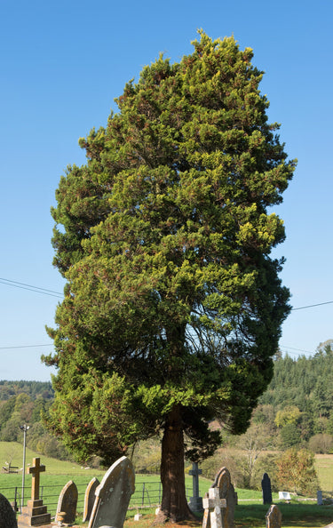 10 PACIFIC YEW Tree Taxus Baccata Brevifolia Evergreen Conifer Sun or Shade Red Ornamental Berry Native Tree Seeds